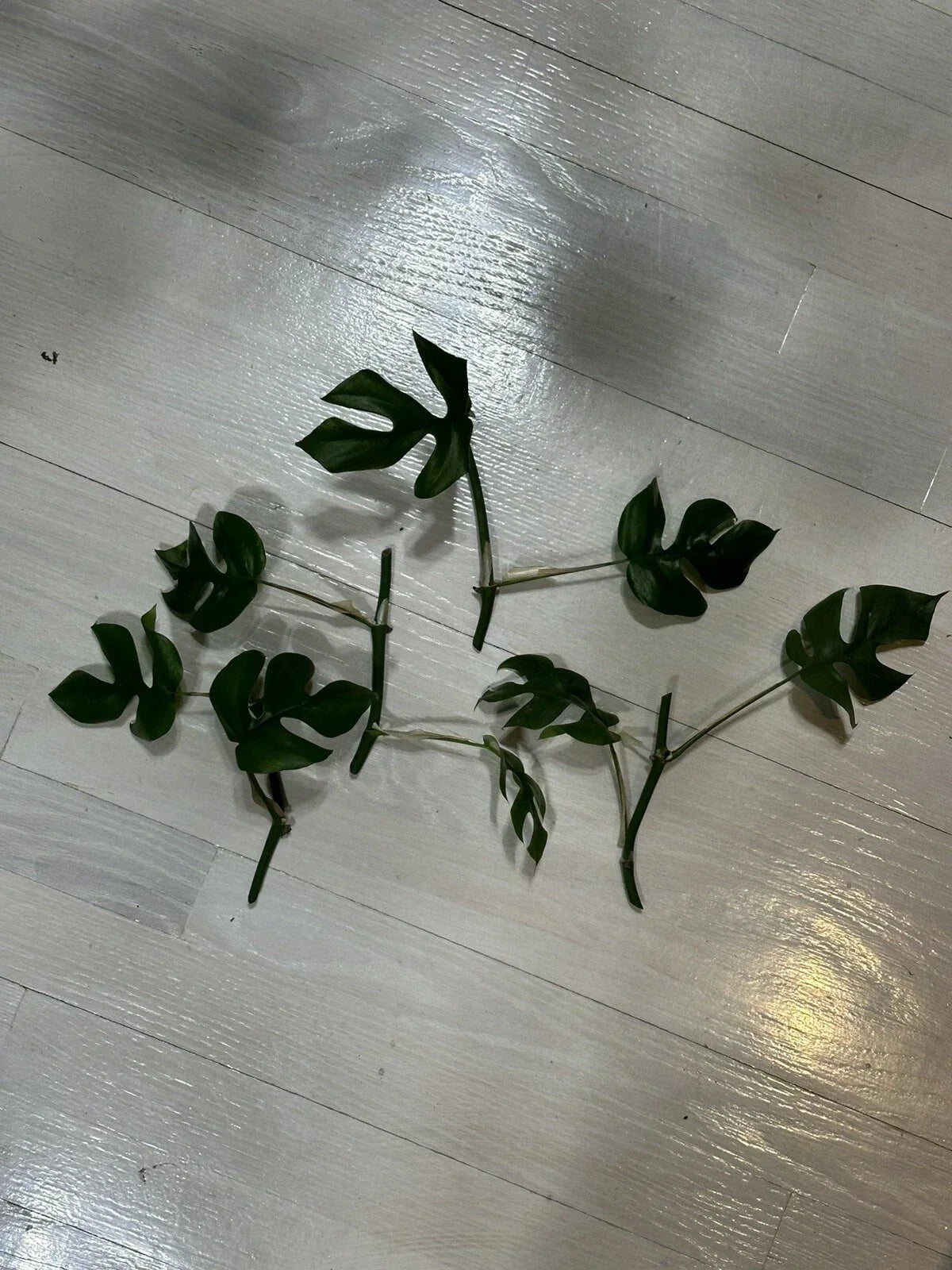 Mini Monstera Cuttings - Rhaphidophora Tetrasperma with 2 Leaves & 2 Nodes for Indoor Propagation