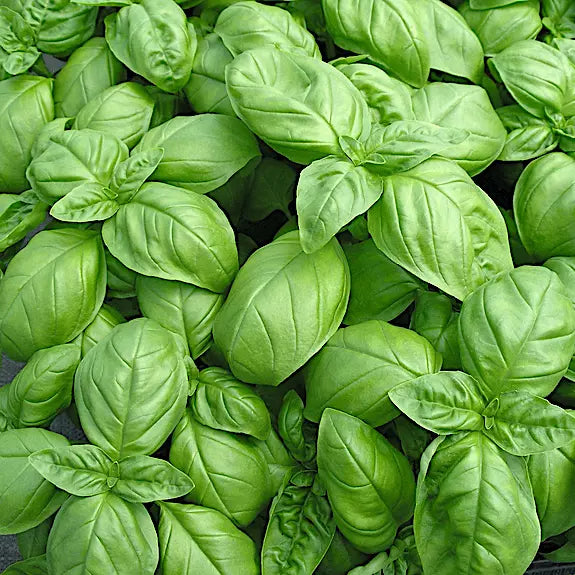 Genovese Basil Seeds | Organic Heirloom Non-GMO | Ocimum basilicum Herb Seeds for Cooking & Gardening