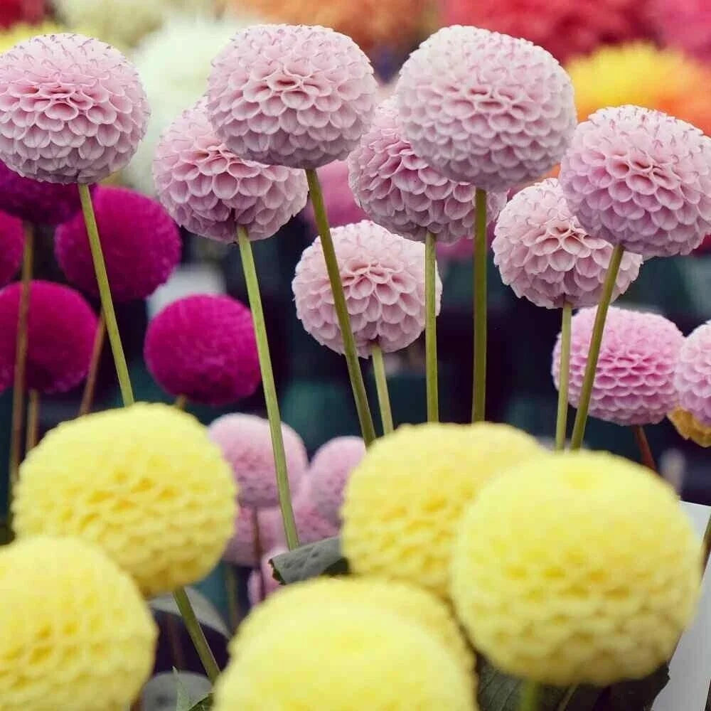 25 Pompom Dahlia Seeds - Colorful Perennial Flower Seeds for Garden Beds & Containers - Dahlia pinnata