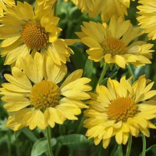 Gaillardia 'Golden Goblin' Seeds | Blanket Flower | Drought-Tolerant Perennial | Gaillardia aristata