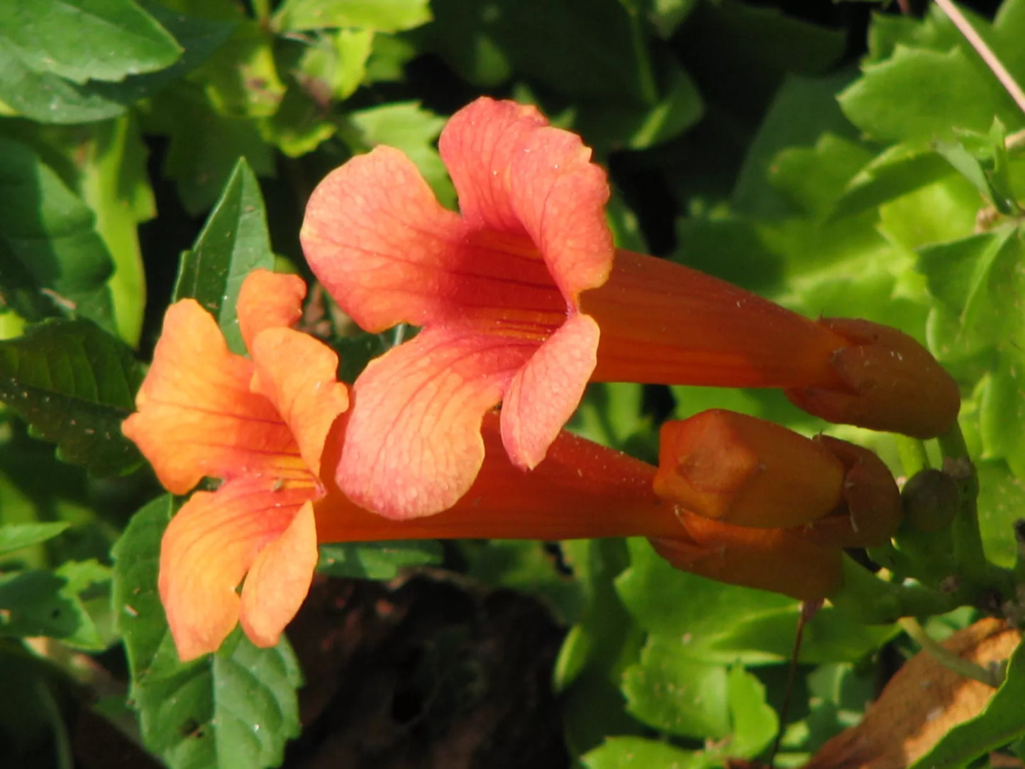 Hummingbird Vine Seeds - 40 Orange/Red Trumpet Flower Seeds - Campsis radicans