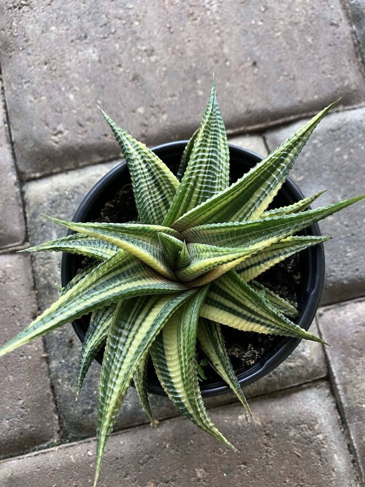 Rare Succulent in 4-Inch Pot | Haworthia limifolia Variegated Houseplant | Easy Care Indoor Plant Gift