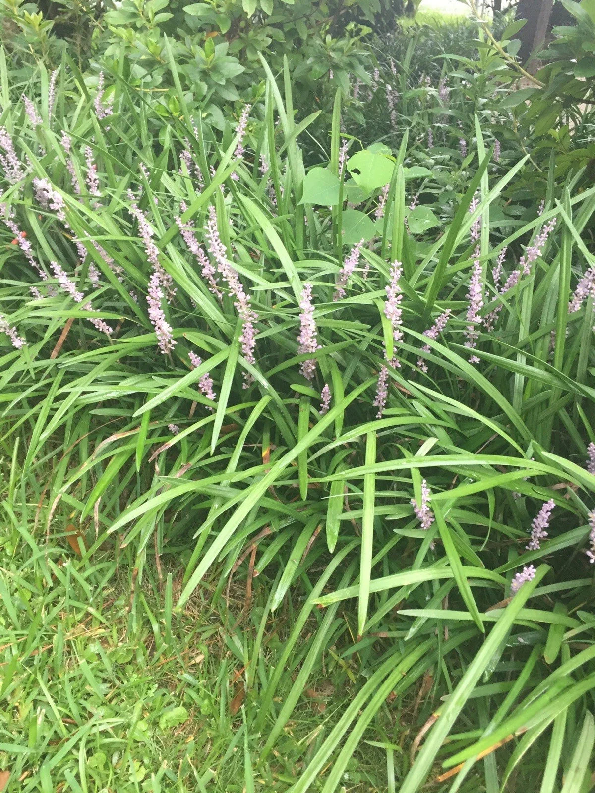Monkey Grass Plants - 100 Bare Root Evergreen Border Plants, Liriope muscari for Ground Cover & Landscaping