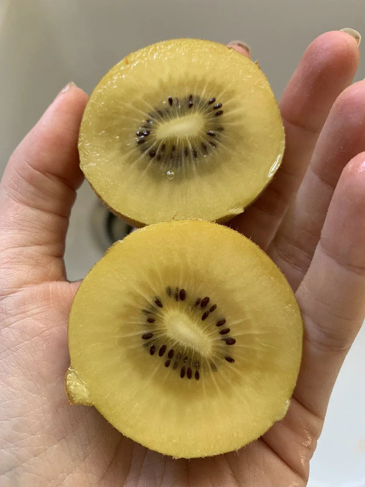 Golden Kiwi Fruit Seeds - 50 Pack - Organic Non-GMO Yellow Variety - Actinidia deliciosa