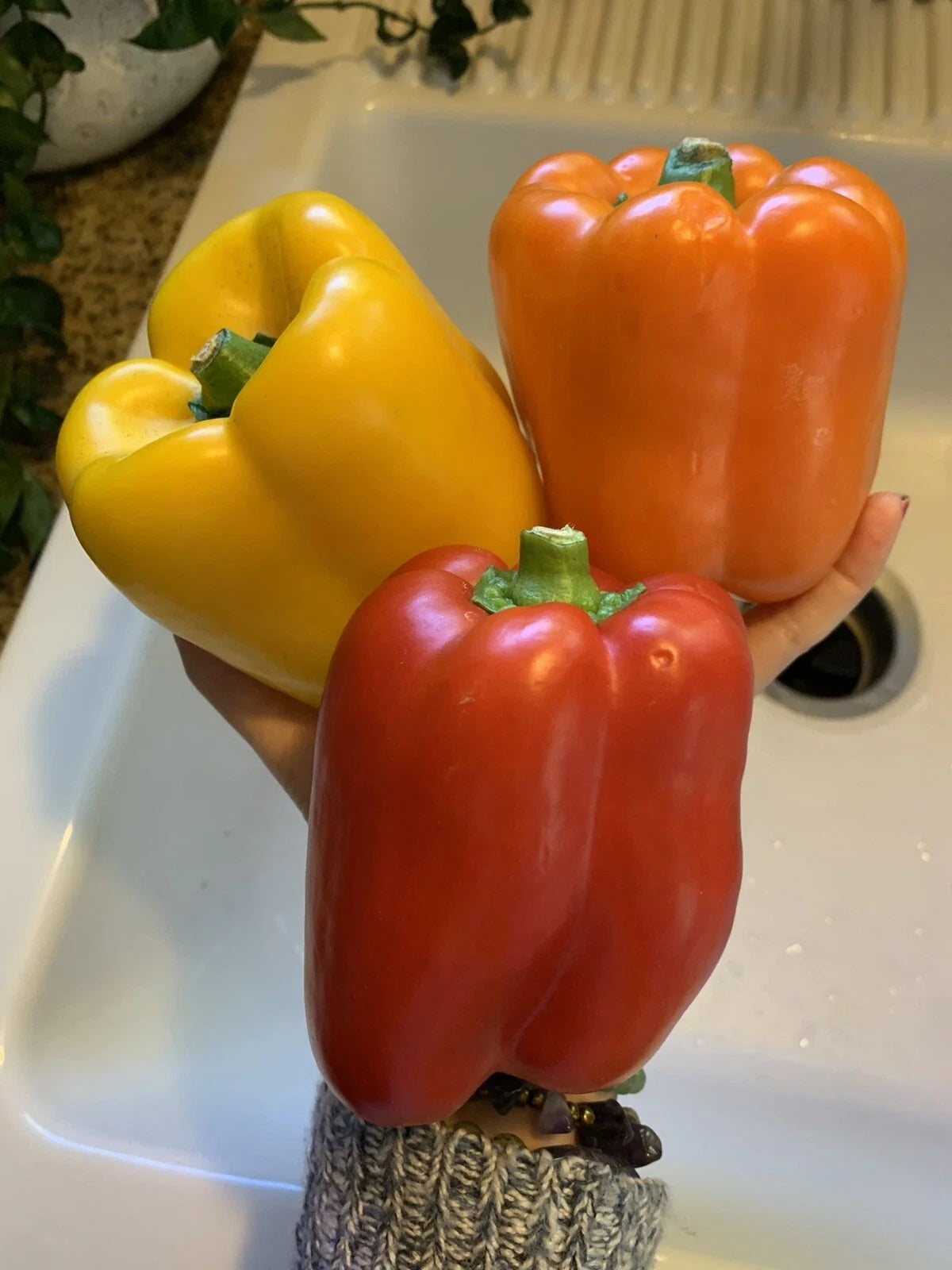 Bell Pepper Seeds Pack of 50 – Red, Orange, Yellow Varieties – Non-GMO Capsicum annuum Vegetable Seeds for Home Garden