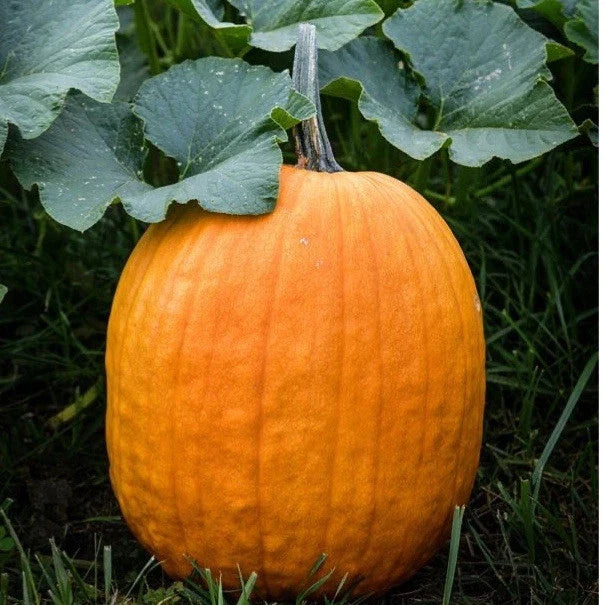 Connecticut Field Pumpkin Seeds – Non-GMO Heirloom Cucurbita pepo, 25+ Pack for Growing Large Pumpkins, Fall Decorations & Carving