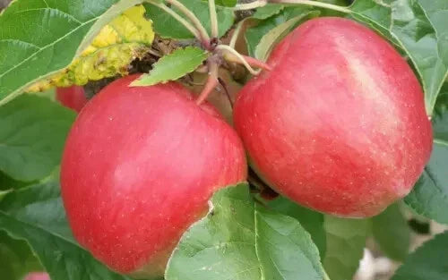 Saturn Apple Seeds - Heirloom Malus domestica 'Saturn' for Backyard Garden Planting, Juicy Fruit, Non-GMO, Free Shipping