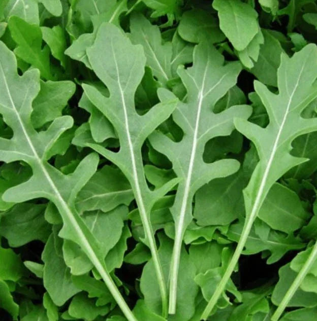Rocket Arugula Microgreens Seeds - 500 Non-GMO Eruca sativa for Cool Season Gardening