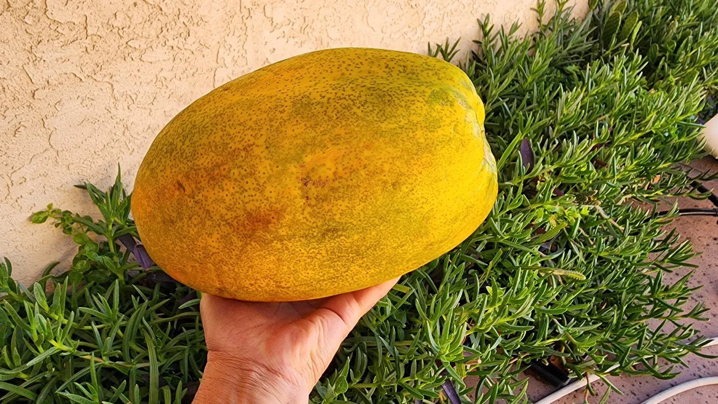 Papaya Fruit Tree Seeds - 100 Pack - Non-GMO Organic Carica papaya