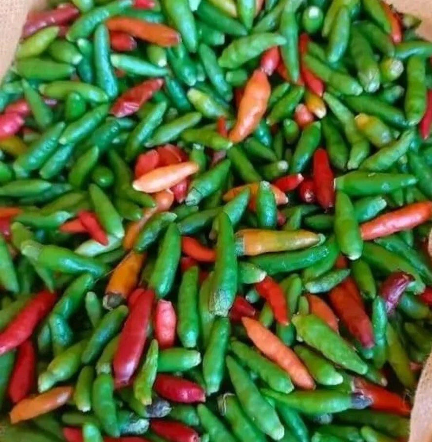 Bird's Eye Chili Pepper Seeds - Non-GMO Siling Labuyo Seeds for Spicy Dishes, Home Garden, Container Growing, Capsicum annuum