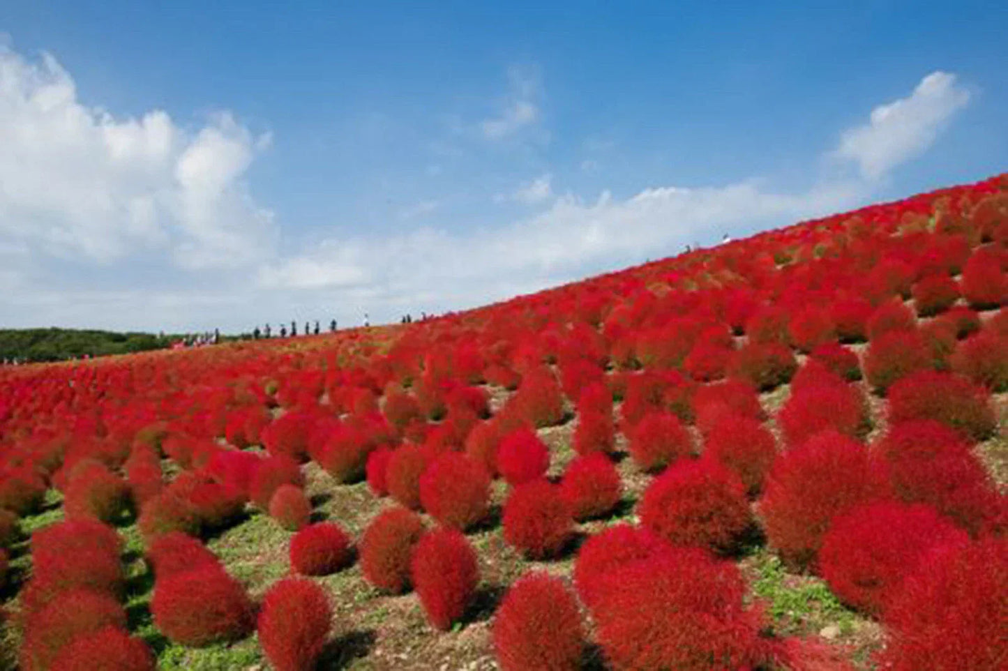 Burning Bush Seeds 50+ - Kochia Trichophylla Red Bush for Patio & Hedge