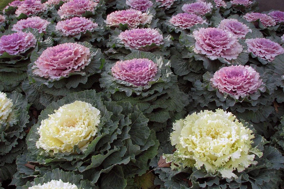 50 Ornamental Kale Seeds - Non-GMO Heirloom Brassica oleracea
