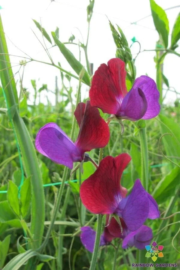 Cupani Sweet Pea Seeds - 50 Count, Fragrant Annual Climbing Vine, Lathyrus odoratus, Heirloom Garden Flowers, USA Grown