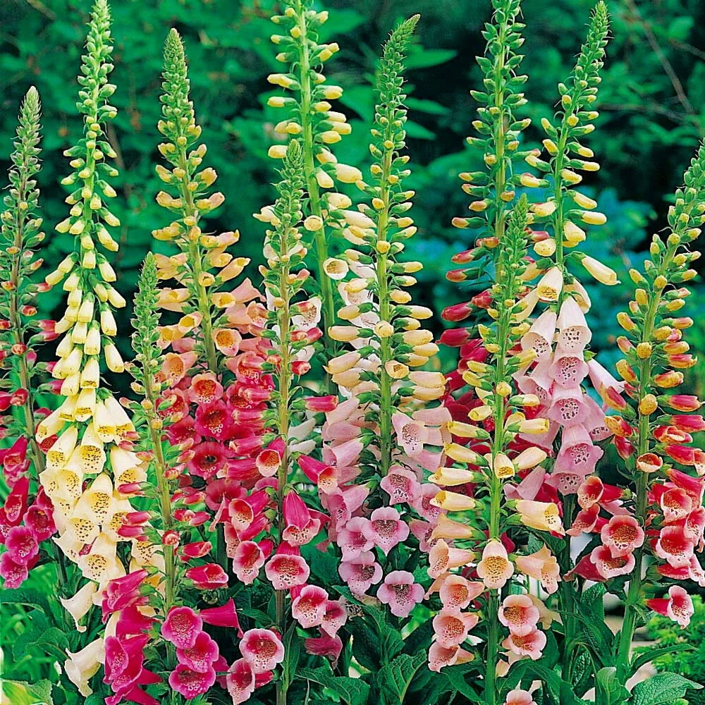 Foxglove Seeds - Excelsior Mix Non-GMO Digitalis purpurea, Vibrant Colors, Attracts Pollinators, Packaged Seeds