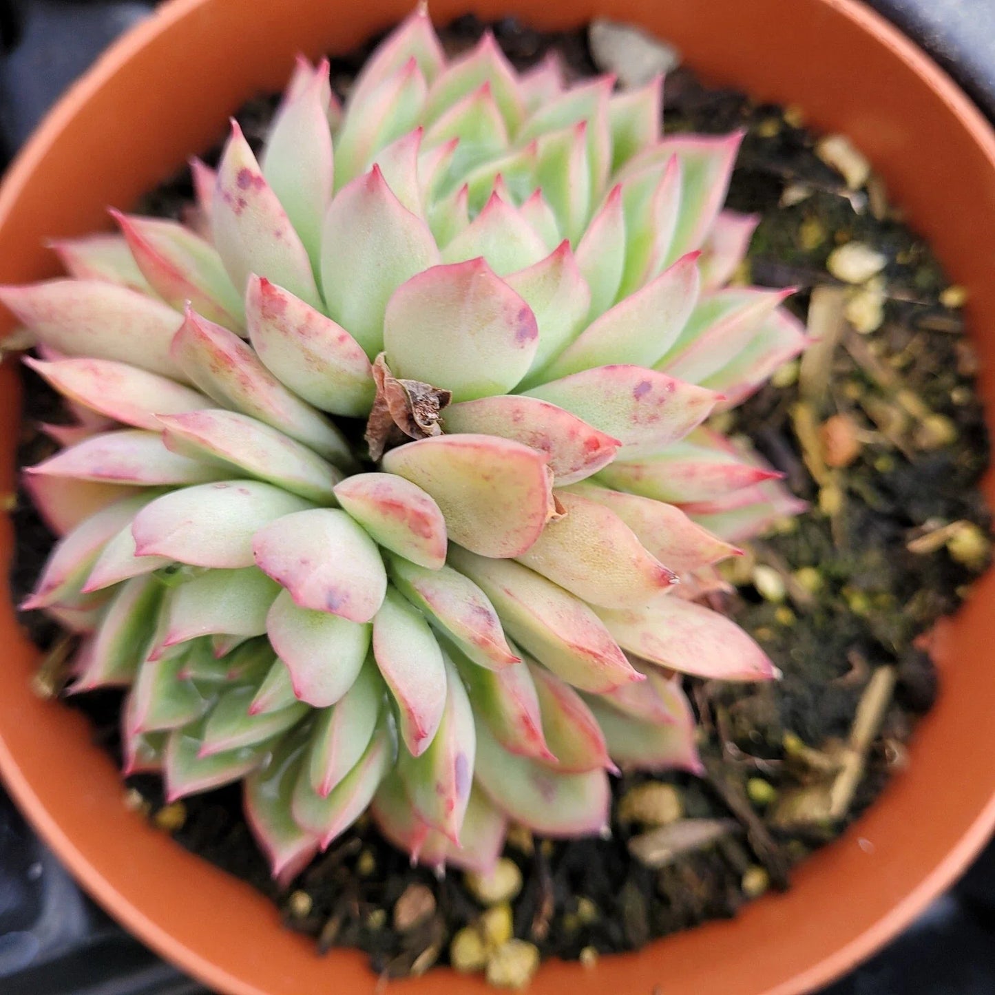 Echeveria Mebina Succulent Bare Root Plant – Rare Rosette, Drought-Tolerant, Indoor & Outdoor, 4-Inch, Live Succulent Plant