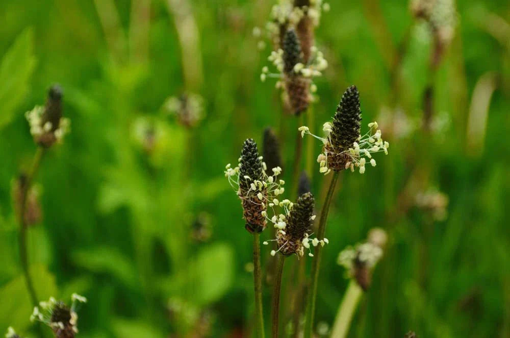 Narrowleaf Plantain Seeds - 50 Seeds - Ribwort Plantain (Plantago lanceolata)
