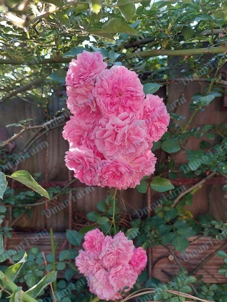 Heirloom Pink Rose Bush Rambler Live Plant – Rosa multiflora, Climbing, Soft Pink Flowers, Garden, Landscaping, Pollinator-Friendly