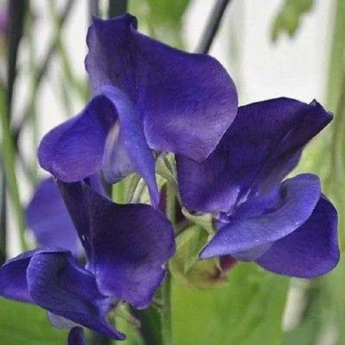Royal Navy Blue Sweet Pea Seeds - Lathyrus odoratus Heirloom Garden Seeds