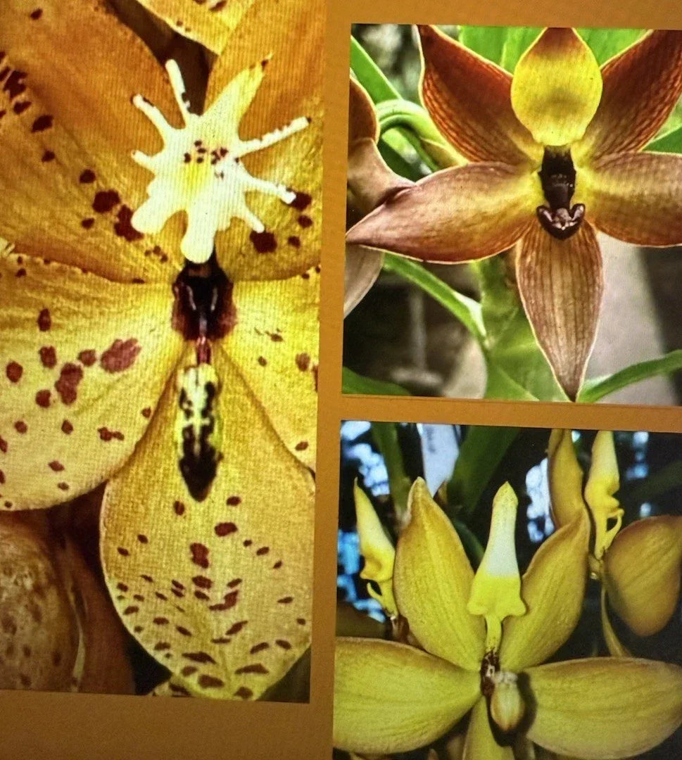 Orchid Plants Mix Box - 5 Assorted Bulbs, Cuttings & Seedlings for Home Garden