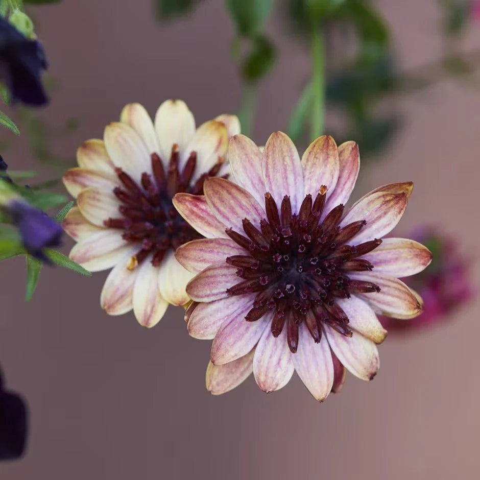 Cape Daisy Seeds - 50+ Banana Shake Variety - Osteospermum ecklonis - Vibrant Yellow Flowers for Garden, Containers, Borders