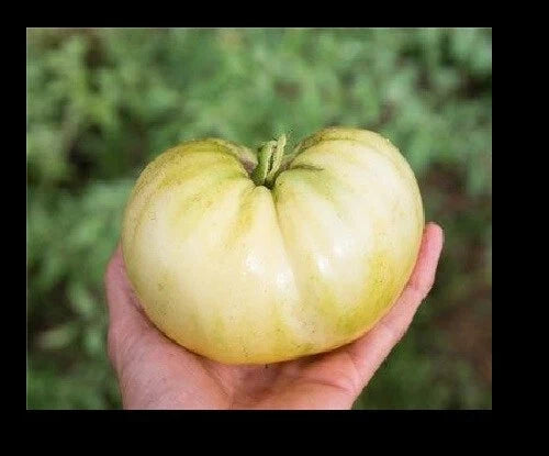 Great White Tomato Seeds - Heirloom Beefsteak Variety, Low Acid, Solanum lycopersicum, 25-1000 Pack
