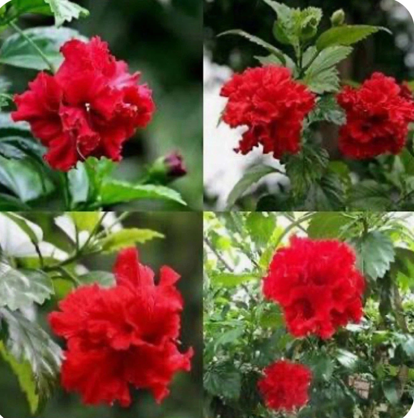 Red Dragon Hibiscus Starter Plant - Small Rooted Hibiscus Rosa-sinensis - Tropical Flowering Plant for Garden & Indoor