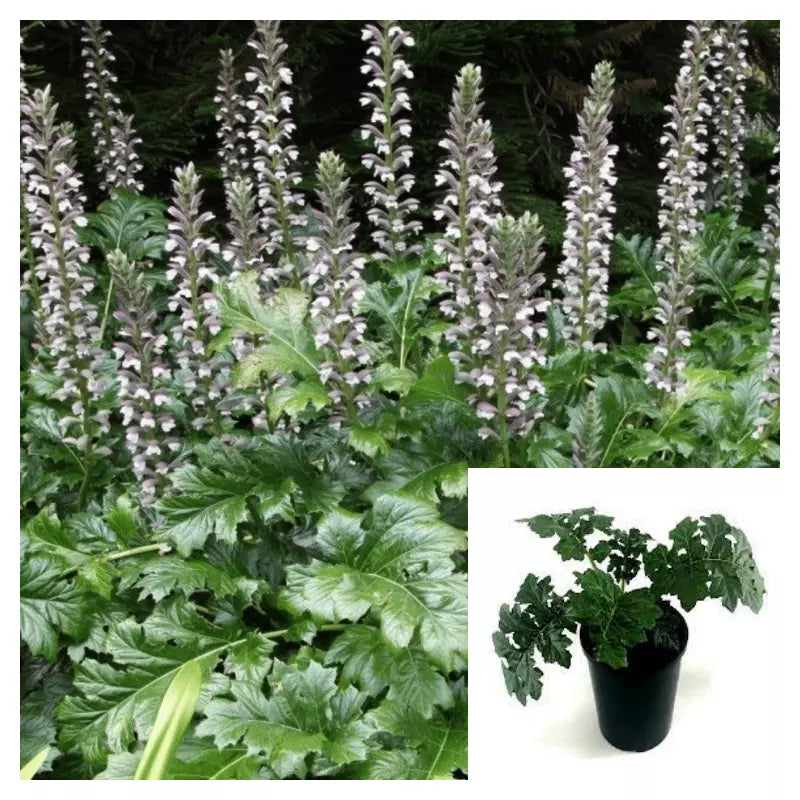 Acanthus Mollis Live Plant 4-Inch Purple Breeches Sea Dock Ornamental Perennial