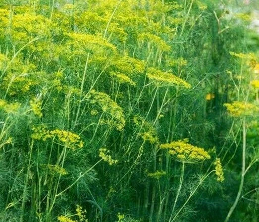 Dukat Dill Seeds 500+ Non-GMO Herb for Garden, Pickling, Anethum graveolens