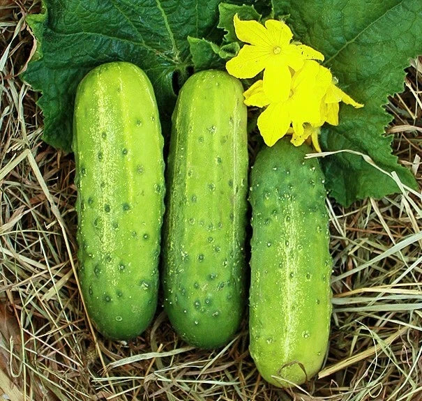 Wisconsin SMR58 Pickling Cucumber Seeds | Virus-Resistant, High Yield | Cucumis sativus | Vining, Pack of Seeds