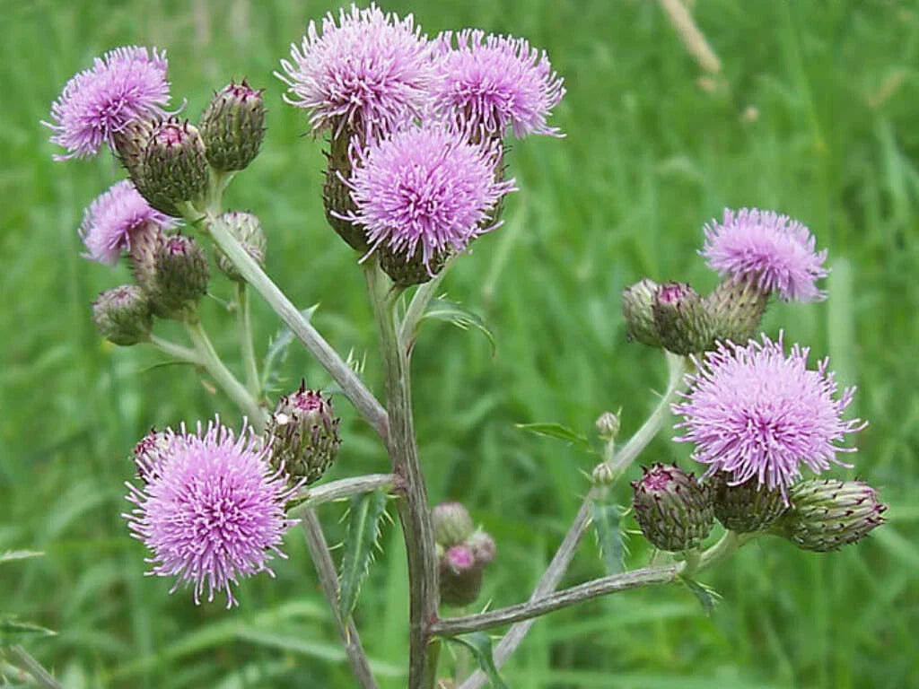 Creeping Thistle Seeds - 200+ Pack - Cirsium arvense - Non-GMO, USA Grown