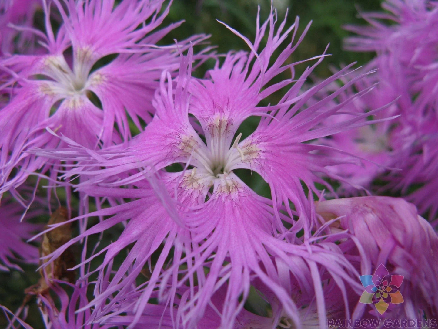 Bearded Pink Shades Carnation Seeds - 200+ Dianthus caryophyllus Garden Flower Seeds, Fragrant, Easy to Grow