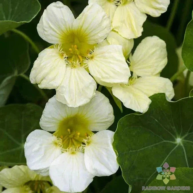Yeti Nasturtium Seeds - 50+ Edible Flowers, Vibrant Colors, Tropaeolum majus, Fast Shipping USA