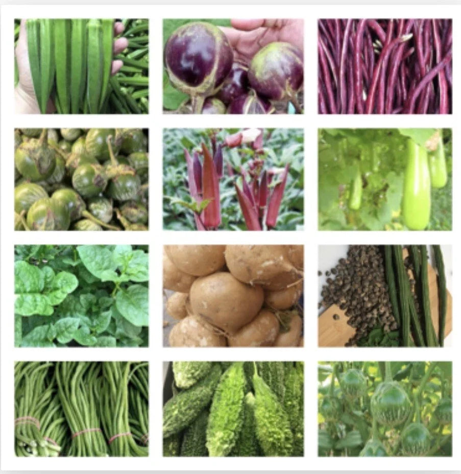 Asian Vegetable Seeds Packets – Non-GMO, Variety Pack for Home Garden, Edible Plants, Includes Bok Choy, Daikon Radish