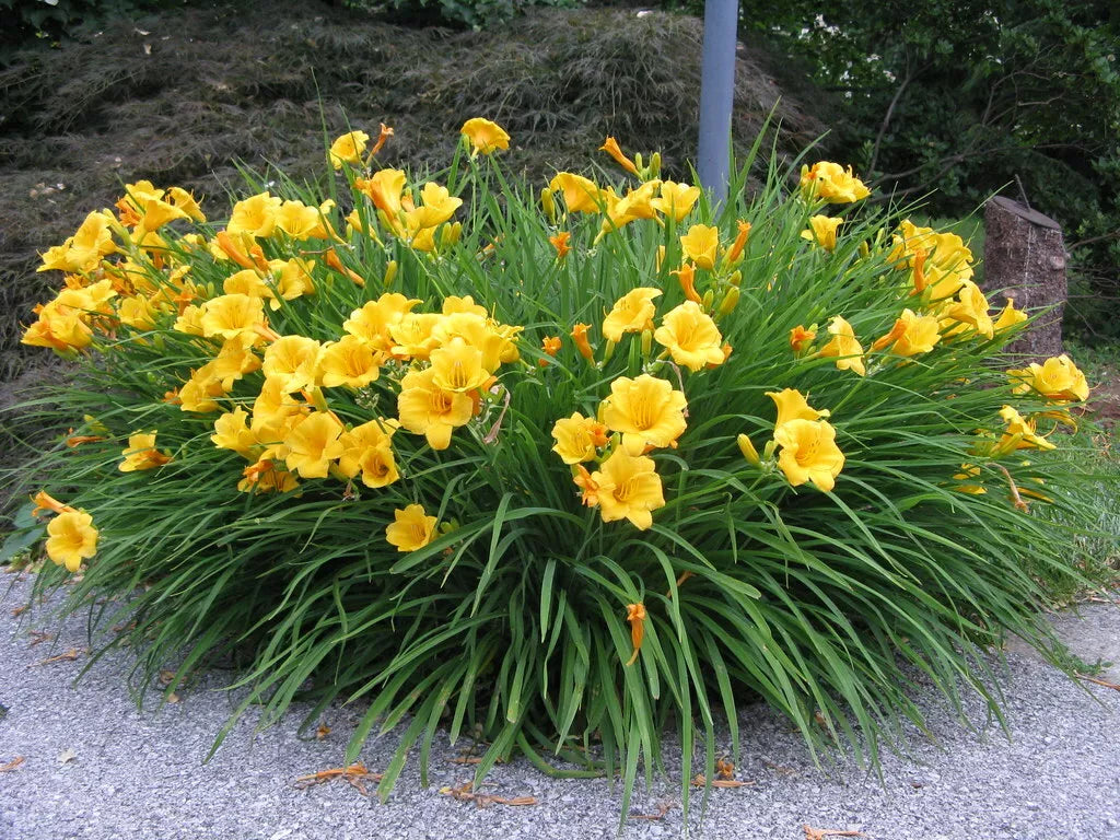 Daylily Bare Root Plants Set of 2 | Stella d'Oro Hemerocallis Live Starter Plants | Vibrant Yellow Flowers