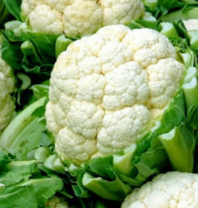 Cauliflower Seeds - Snowball Y Improved, 300+ Non-GMO Vegetable Seeds, Brassica oleracea, Compact Head, Home Garden, Spring & Fall