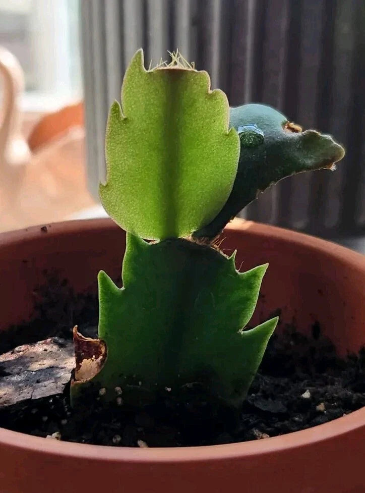 Thanksgiving Christmas Cactus Rooted Cutting - Schlumbergera Indoor Houseplant - Easy Care Succulent Plant
