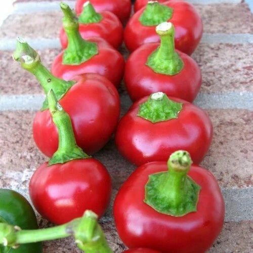 Cherry Pepper Seeds | Large Red Heirloom Non-GMO Capsicum annuum for Home Gardens