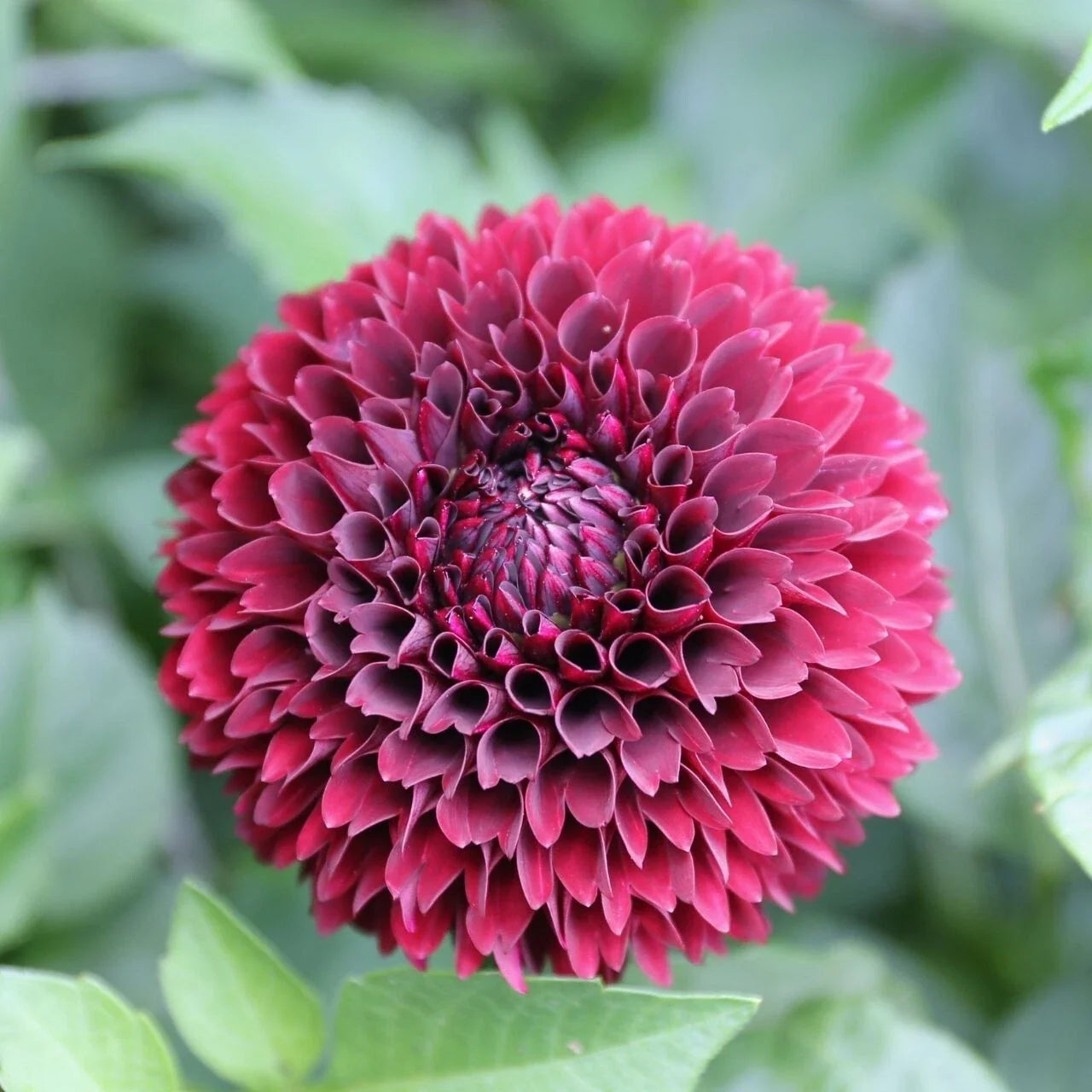 25 Mirella Dahlia Seeds - Perennial Flower Seeds for Colorful Blooms, Dahlia pinnata, Garden, Border, Container Plant