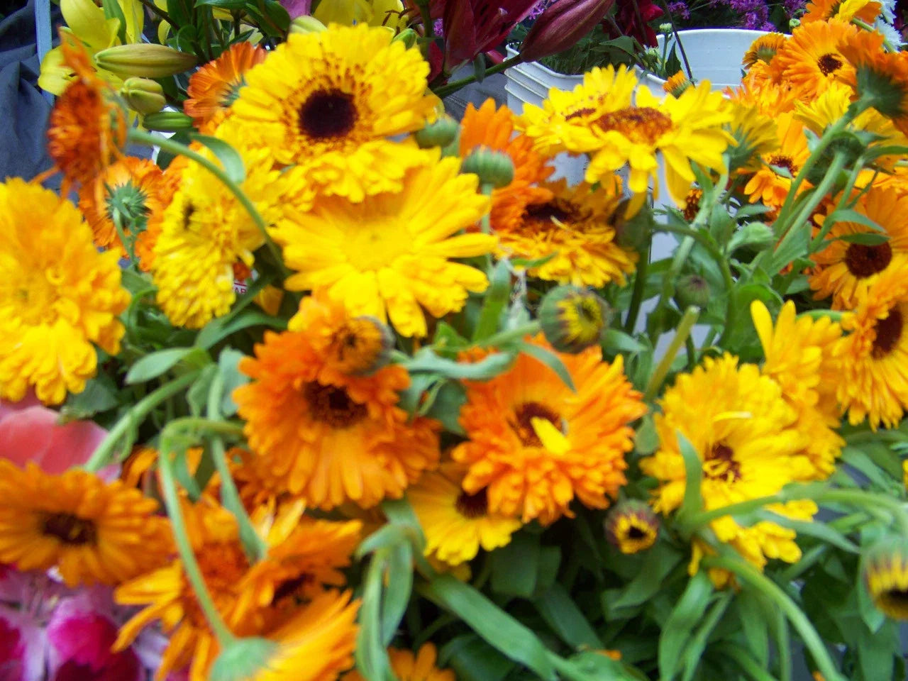 Calendula Seeds - 105 Edible Flower Seeds - Calendula officinalis - GroCo