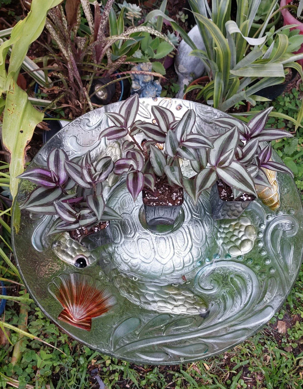 Tradescantia Zebrina Silver Plus Wandering Jew Plant - Rooted Indoor Houseplant in 2.5" Pot