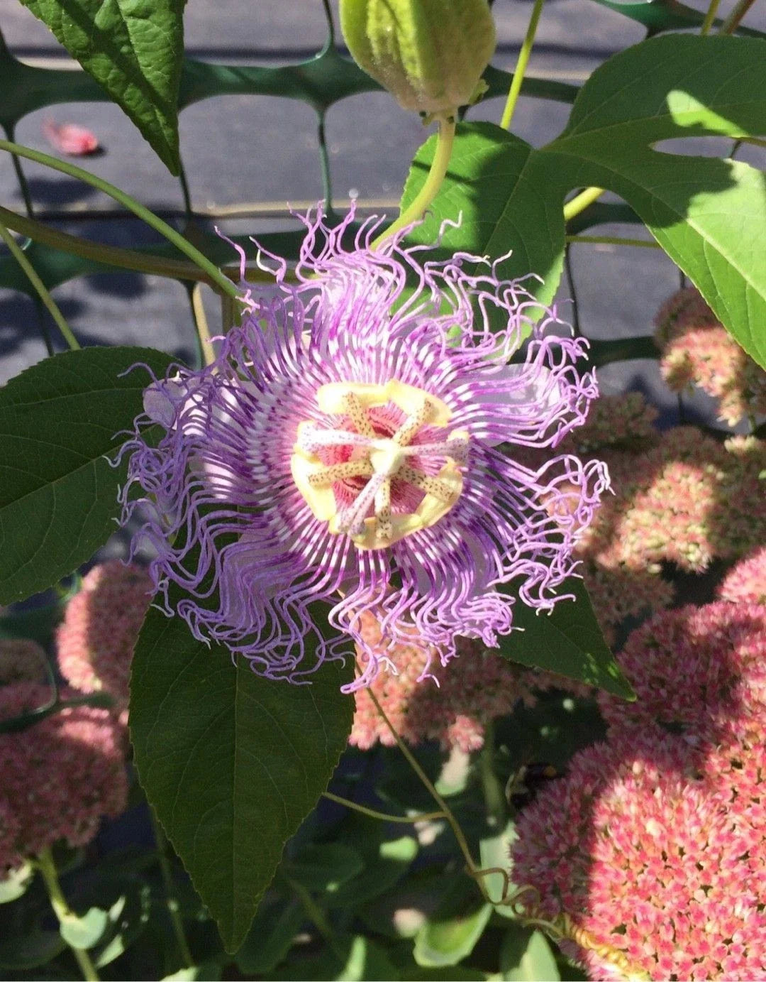 Live Potted Maypop Vine Passiflora incarnata Exotic Passionflower – Rare South Native Plant