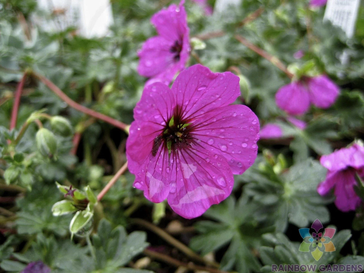 Subcaulescens Geranium Seeds 25+ Pelargonium subcaulescens for Garden, Container, or Hanging Basket Planting