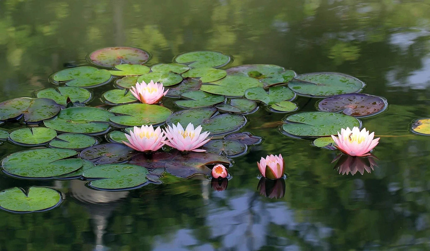 Lotus Seeds 10 Pack Nelumbo nucifera Aquatic Plant for Ponds Water Gardens