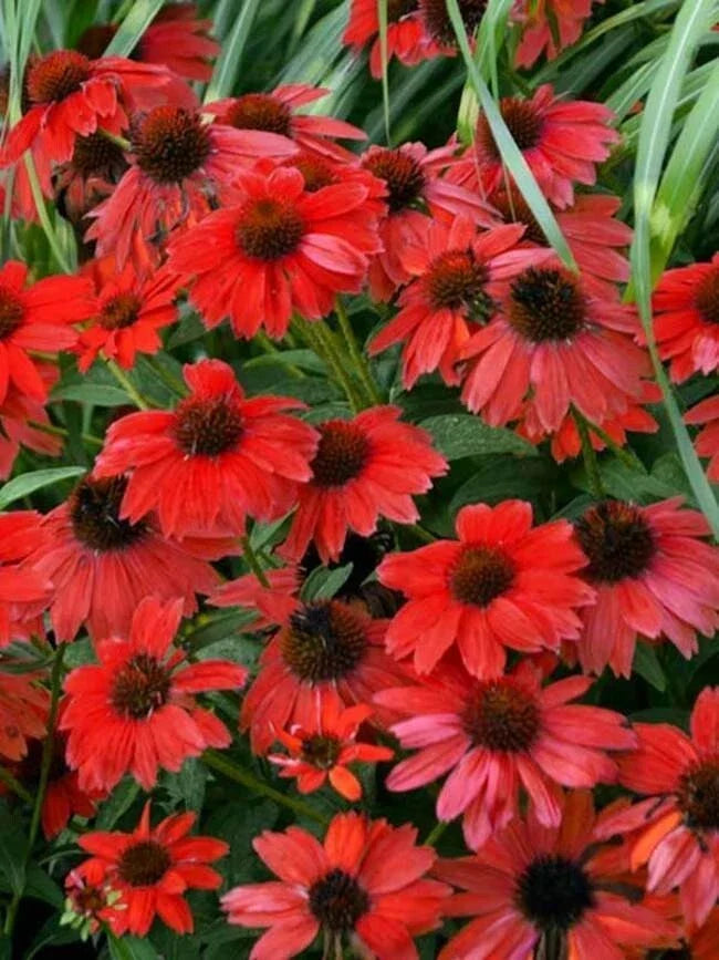 Sombreo Red Coneflower Seeds, Echinacea purpurea, Perennial Flower Seeds for Garden, Vibrant Red Blooms, Butterfly & Bee Attractant