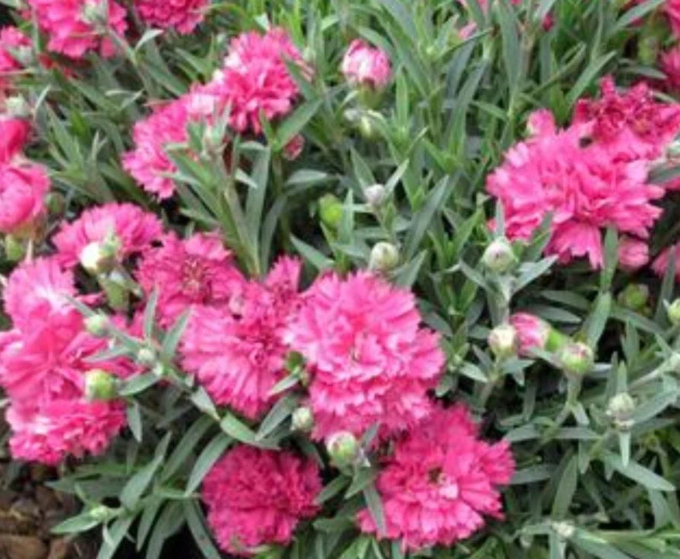 Early Bird Sherbet Dianthus Bareroot Plant with Electric Red Blooms - Vibrant Summer Garden Flower - Dianthus spp.
