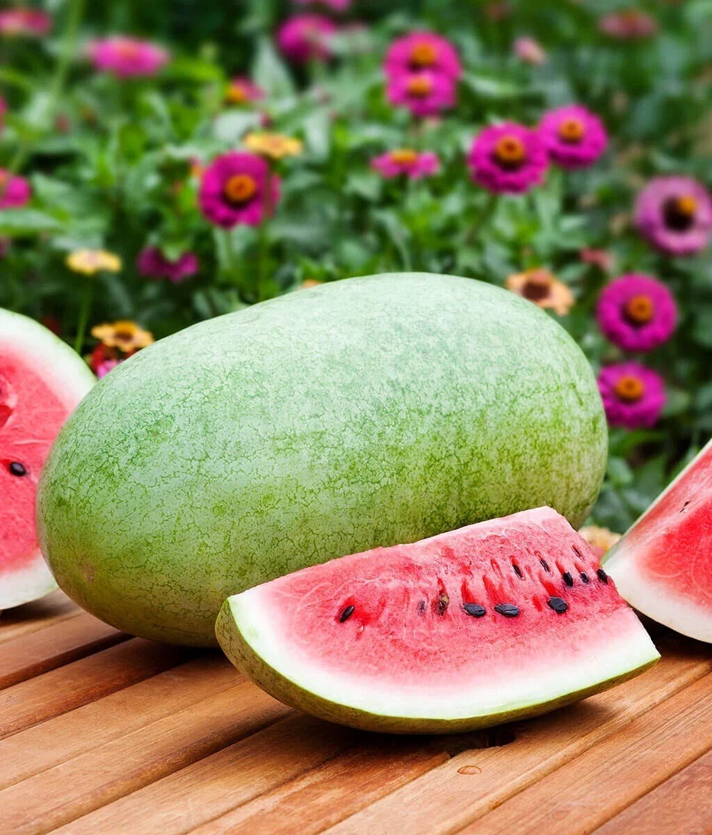 Charleston Gray Watermelon Seeds – Heirloom Non-GMO Citrullus lanatus, 25 Pack, Juicy, Sweet, Large Fruit, Free Shipping USA