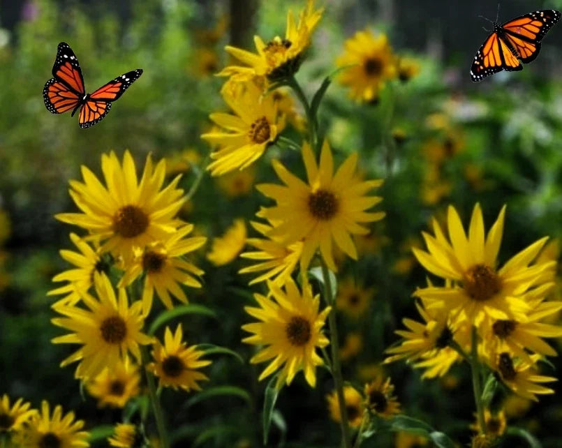 Maximilian's Sunflower Seeds - 100+ Heirloom Non-GMO Seeds for Pollinator Gardens - Helianthus maximiliani