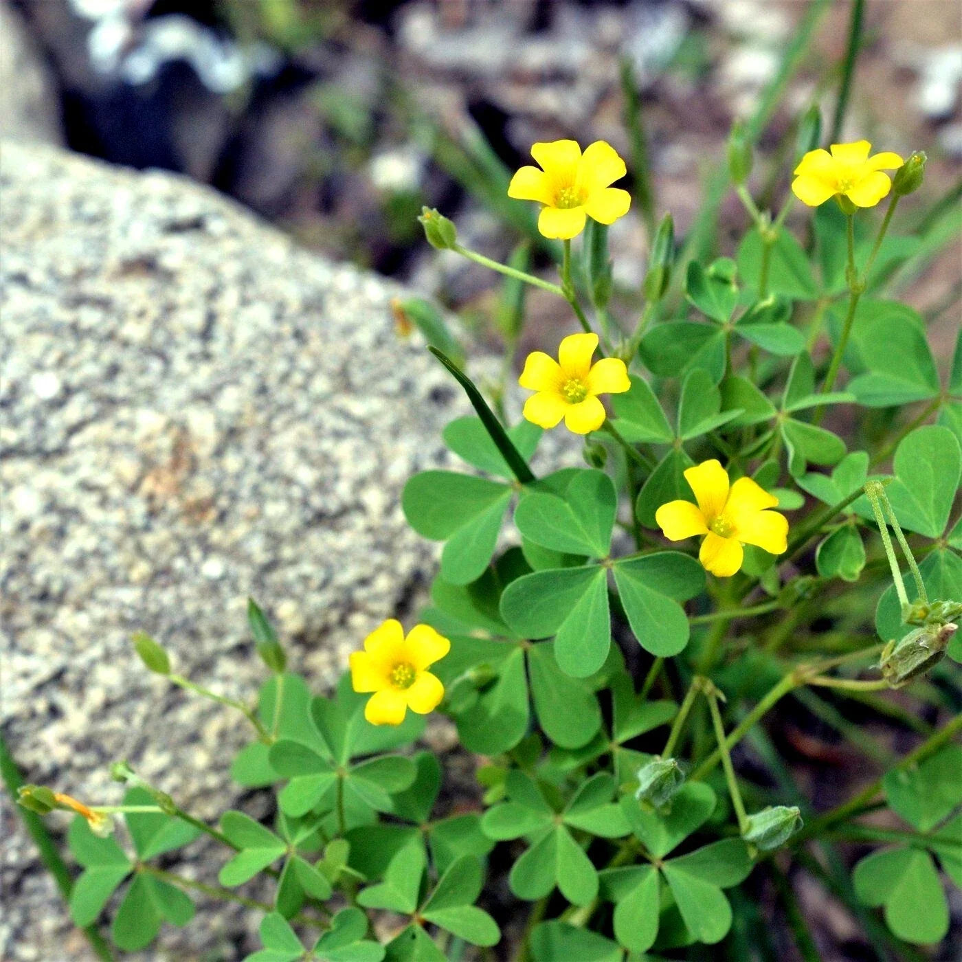 Organic Yellow Wood Sorrel Seeds, Oxalis stricta, Herbaceous Perennial, 50 Pack for Ground Cover & Container Gardening
