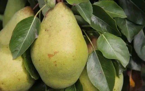 Pitmaston Duchess Pear Seeds - 25+ Pyrus communis Fruit Tree Seeds for Garden Planting, Homegrown Pears
