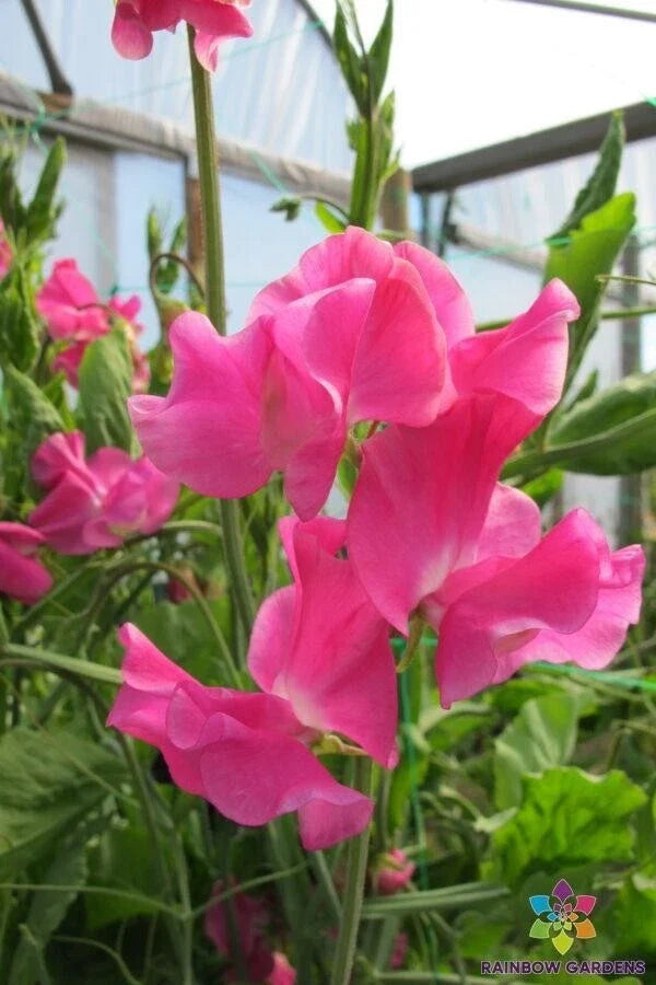 Evie Jones Sweet Pea Seeds - 50+ Heirloom Lathyrus odoratus Climbing Vine for Garden, Containers, Pollinator Attracting